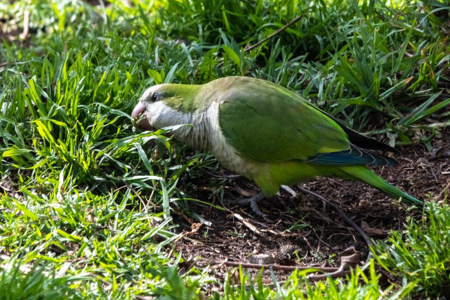 Tag 9+10: Jröne Papajeie