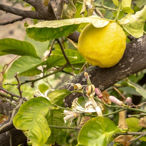 Tag 19+20: Wo die Zitronen blühen…