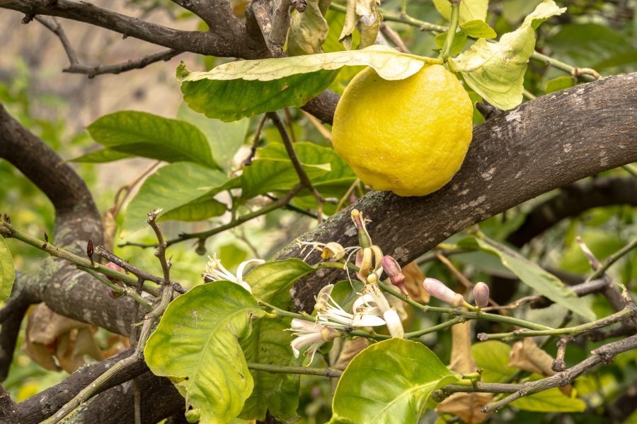 Tag 19+20: Wo die Zitronen blühen…