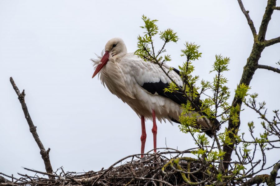 Tag 3+4: Klappern gehört zum Handwerk(er)