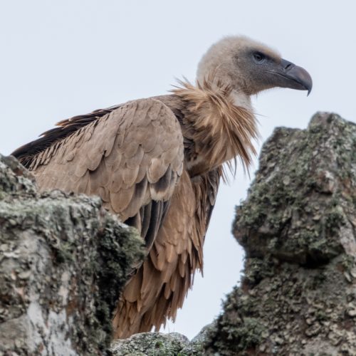 Tag 31 und 32: Unter Geiern