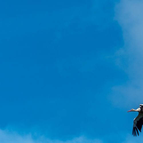 Tag 45+46: Da brat mir doch ´nen Storch