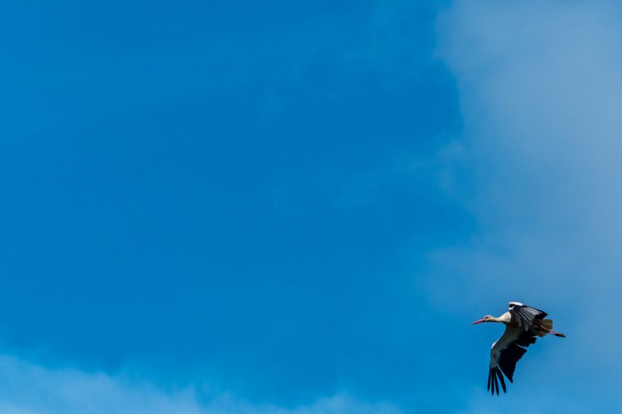 Tag 45+46: Da brat mir doch ´nen Storch